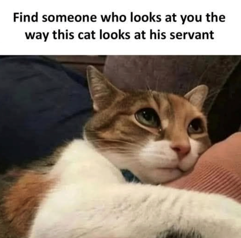 Find someone who looks at you the way this cat looks at his servant