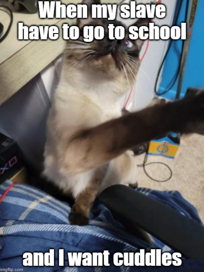 XO When my slave have to go to school imgflip.com and I want cuddles