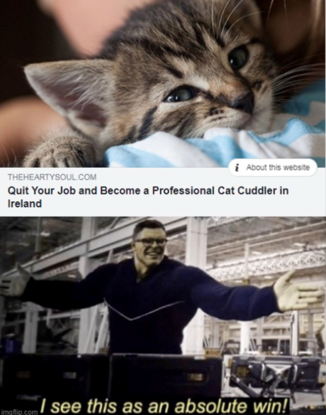 * About this website THEHEARTYSOUL.COM Quit Your Job and Become a Professional Cat Cuddler in Ireland THE imgflip.com see this as an absolute win!