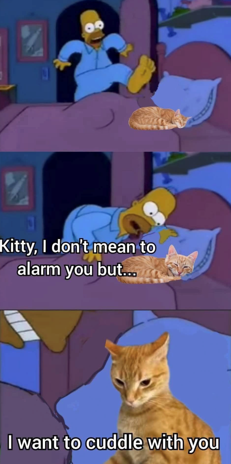 Kitty, I don't mean to alarm you but... I want to cuddle with you
