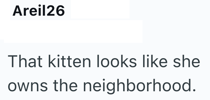 Areil26 That kitten looks like she owns the neighborhood.