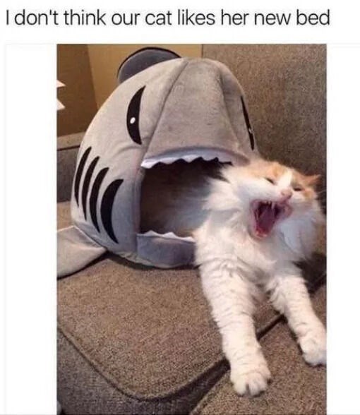 I don't think our cat likes her new bed