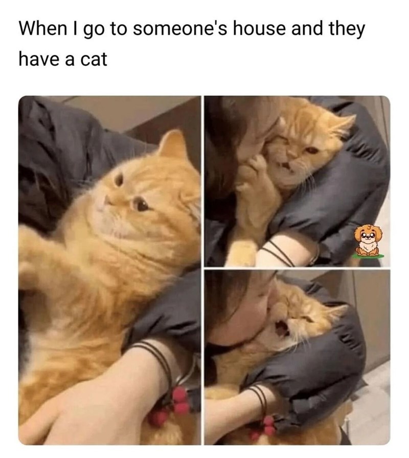 When I go to someone's house and they have a cat