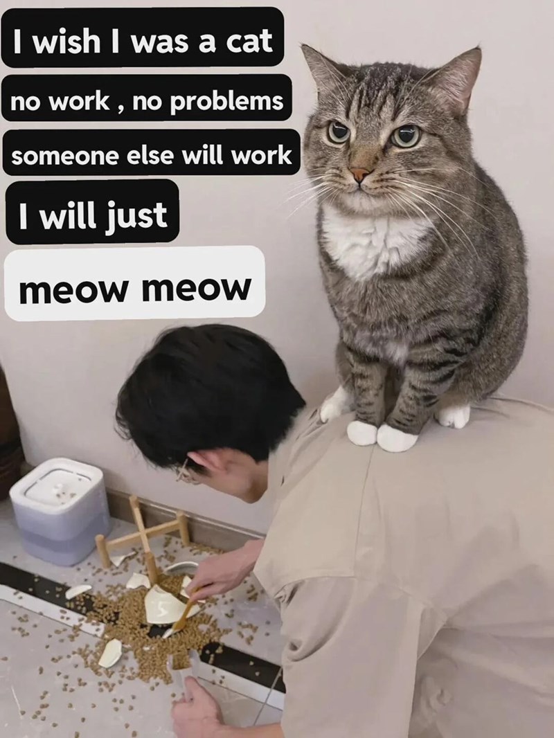 I wish I was a cat no work, no problems someone else will work I will just meow meow