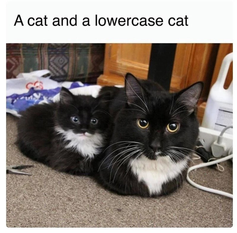 A cat and a lowercase cat