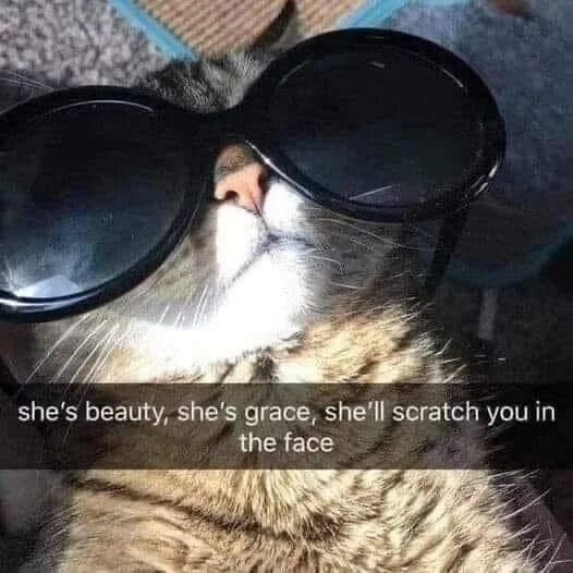 she's beauty, she's grace, she'll scratch you in the face