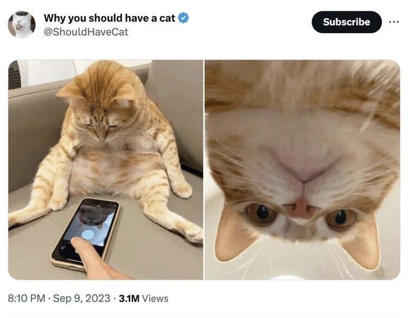 Why you should have a cat @Should HaveCat 8:10 PM Sep 9, 2023 3.1M Views Subscribe