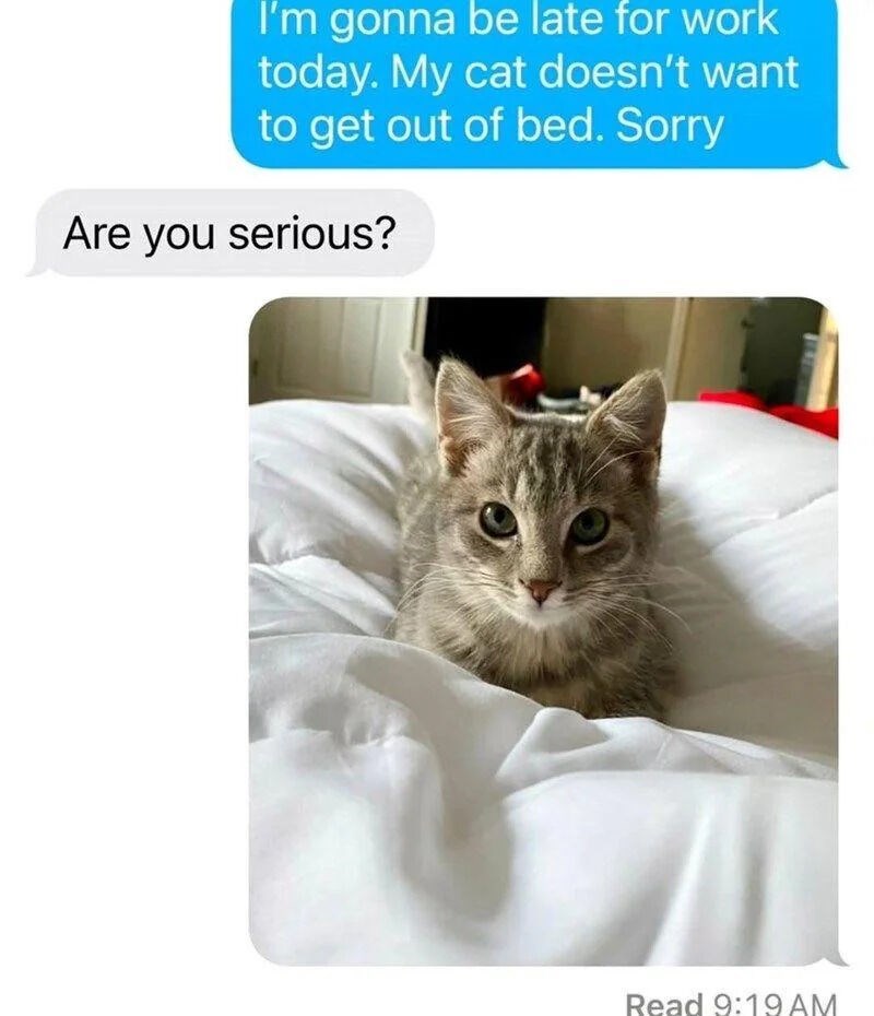I'm gonna be late for work today. My cat doesn't want to get out of bed. Sorry Are you serious? Read 9:19 AM