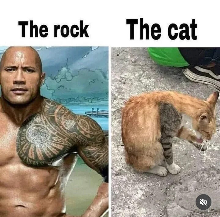 The rock The cat 71