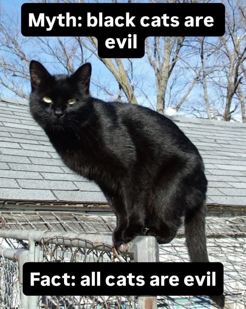 Myth: black cats are evil Fact: all cats are evil