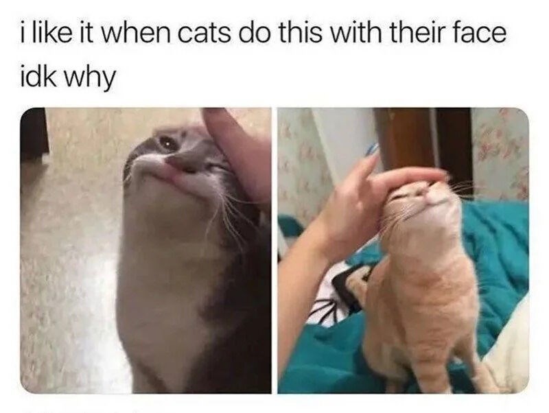 i like it when cats do this with their face idk why
