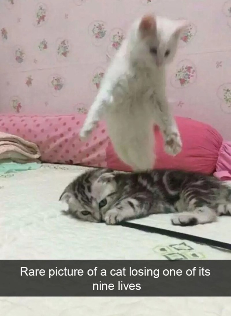 Rare picture of a cat losing one of its nine lives *