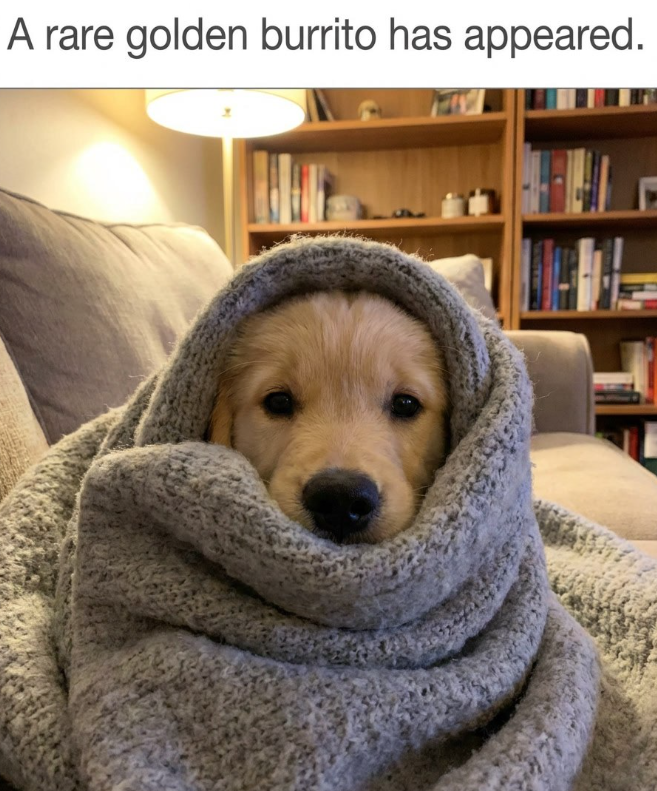 A rare golden burrito has appeared.