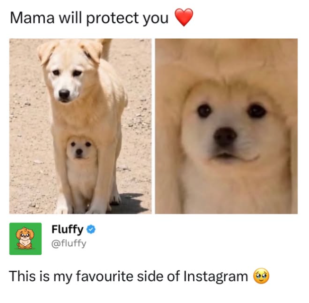 Mama will protect you Fluffy @fluffy This is my favourite side of Instagram 68