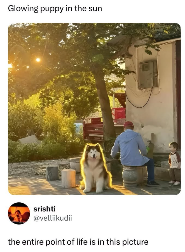 Glowing puppy in the sun srishti @velliikudii the entire point of life is in this picture 135