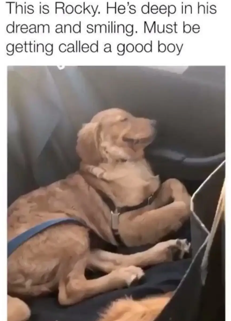 This is Rocky. He's deep in his dream and smiling. Must be getting called a good boy