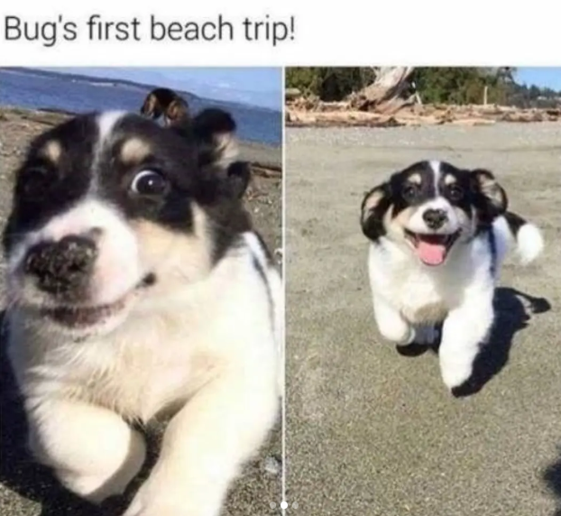 Bug's first beach trip!