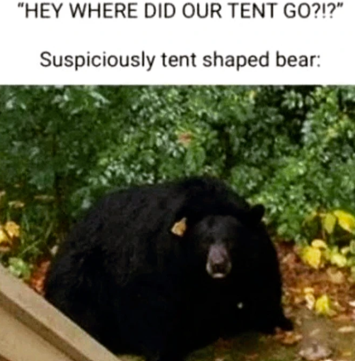 "HEY WHERE DID OUR TENT GO?!?" Suspiciously tent shaped bear: