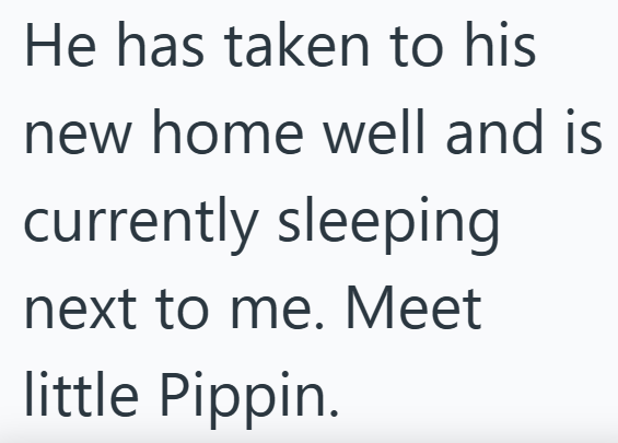 He has taken to his new home well and is currently sleeping next to me. Meet little Pippin.