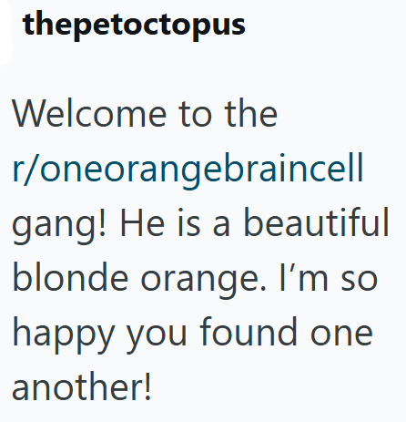 thepetoctopus Welcome to the r/oneorangebraincell gang! He is a beautiful blonde orange. I'm so happy you found one another!