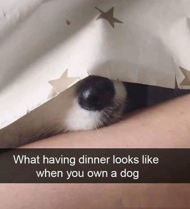 What having dinner looks like when you own a dog