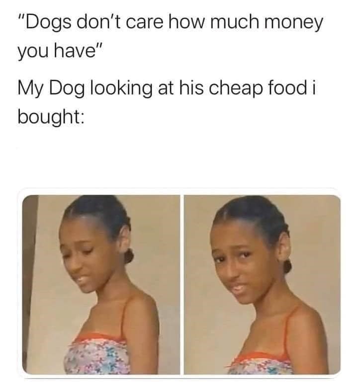 "Dogs don't care how much money you have" My Dog looking at his cheap food i bought: