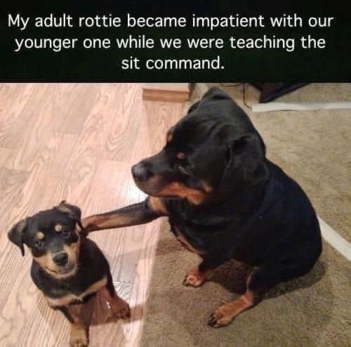 My adult rottie became impatient with our younger one while we were teaching the sit command.