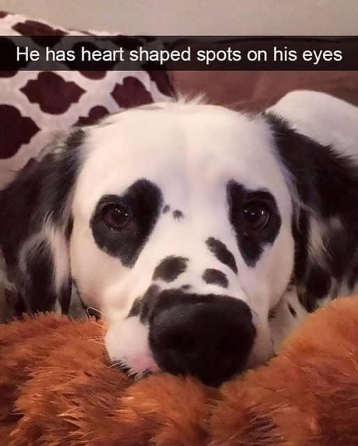 He has heart shaped spots on his eyes