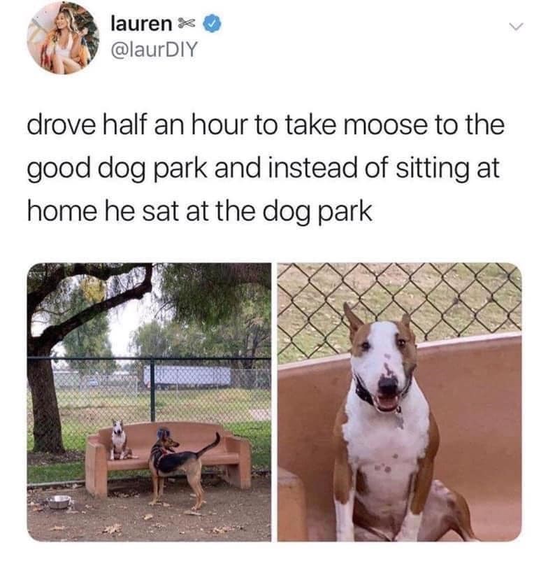 lauren @laurDIY drove half an hour to take moose to the good dog park and instead of sitting at home he sat at the dog park