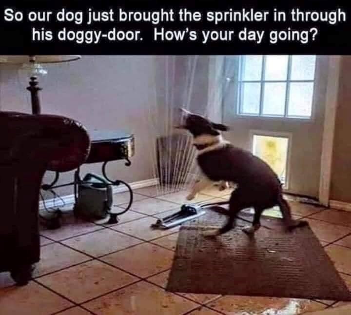 So our dog just brought the sprinkler in through his doggy-door. How's your day going?
