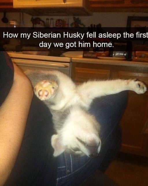 How my Siberian Husky fell asleep the first day we got him home.