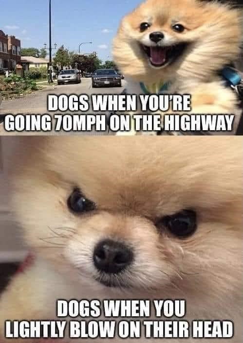 DOGS WHEN YOU'RE GOING 70MPH ON THE HIGHWAY DOGS WHEN YOU LIGHTLY BLOW ON THEIR HEAD
