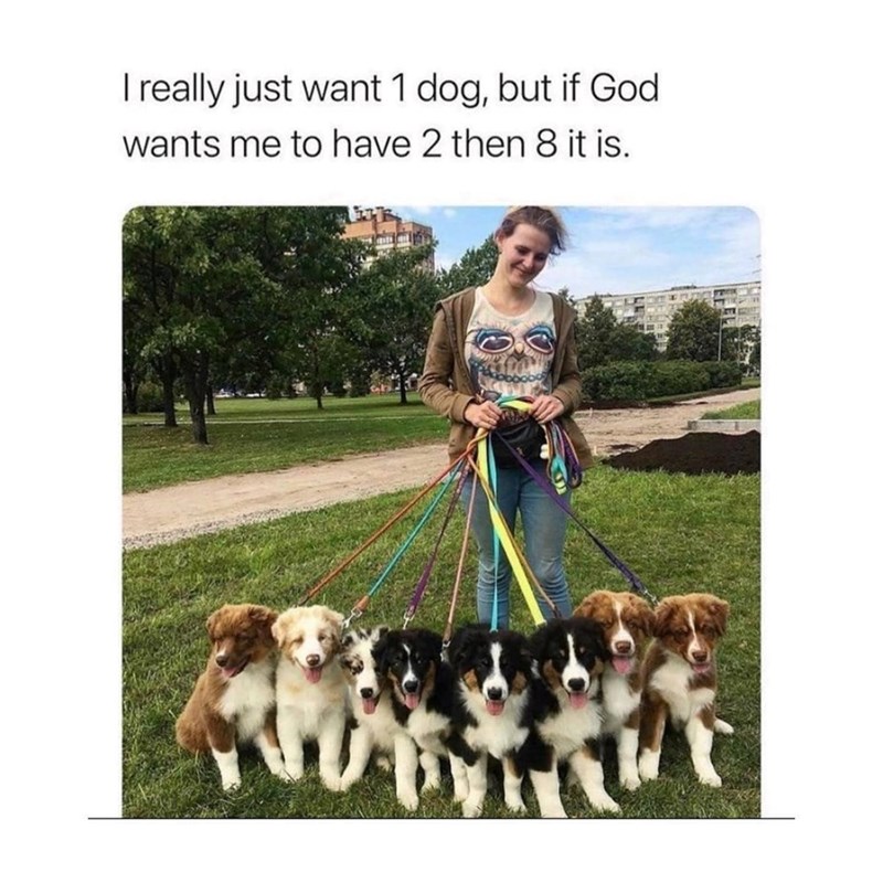 I really just want 1 dog, but if God wants me to have 2 then 8 it is.