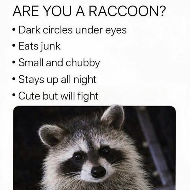 ARE YOU A RACCOON? Dark circles under eyes Eats junk • Small and chubby • Stays up all night Cute but will fight