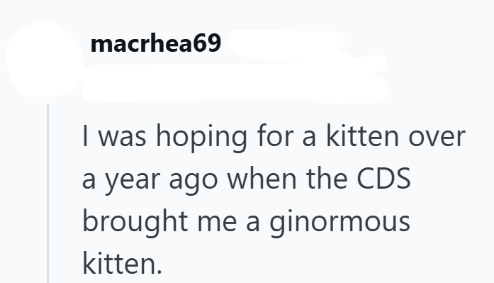 macrhea69 I was hoping for a kitten over a year ago when the CDS brought me a ginormous kitten.