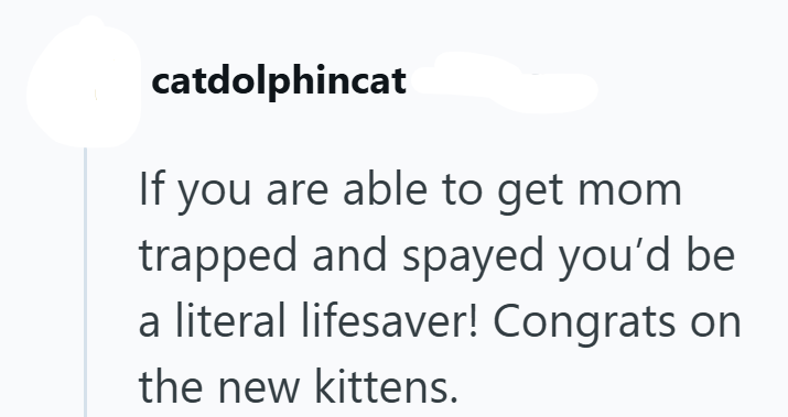 catdolphincat If you are able to get mom trapped and spayed you'd be a literal lifesaver! Congrats on the new kittens.