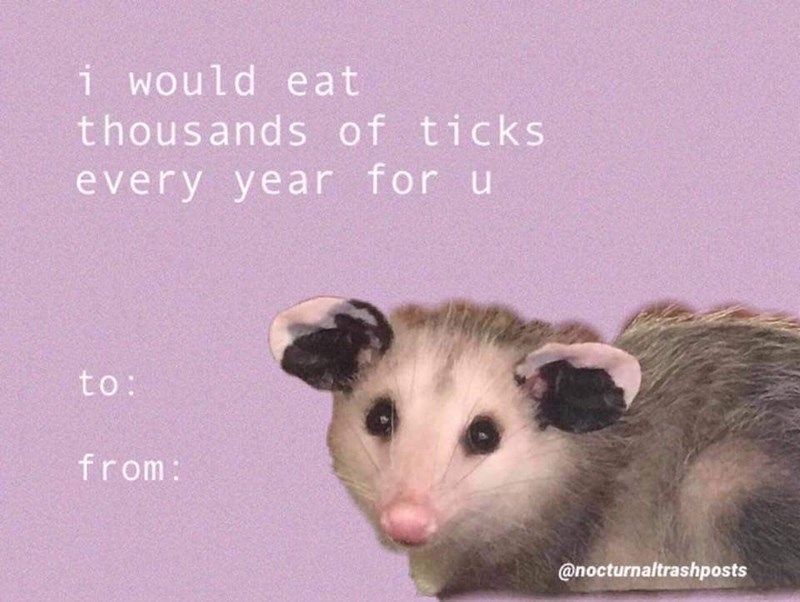 i would eat thousands of ticks every year for u to: from: @nocturnaltrashposts