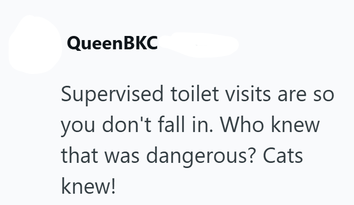 QueenBKC Supervised toilet visits are so you don't fall in. Who knew that was dangerous? Cats knew!