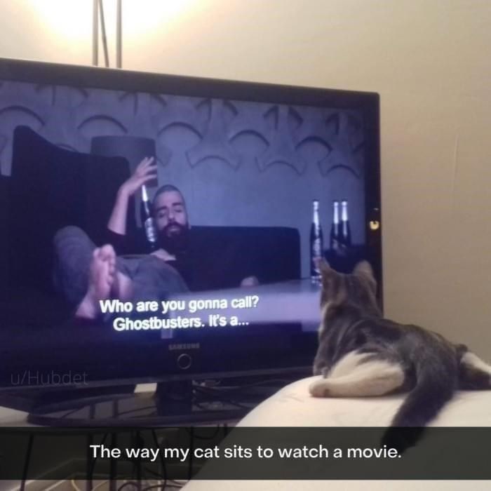 u/Hubdet Who are you gonna call? Ghostbusters. It's a... SAMSUNG The way my cat sits to watch a movie.