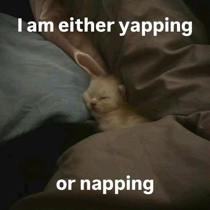 I am either yapping or napping