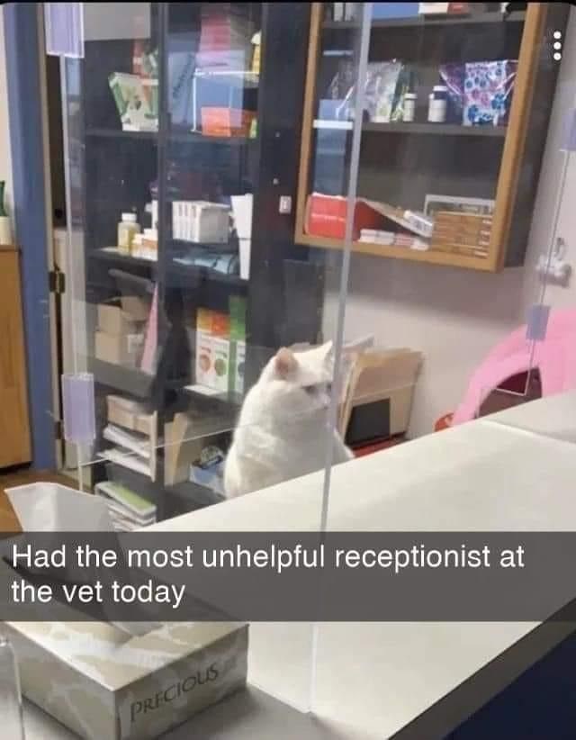 Had the most unhelpful receptionist at the vet today PRECIOUS