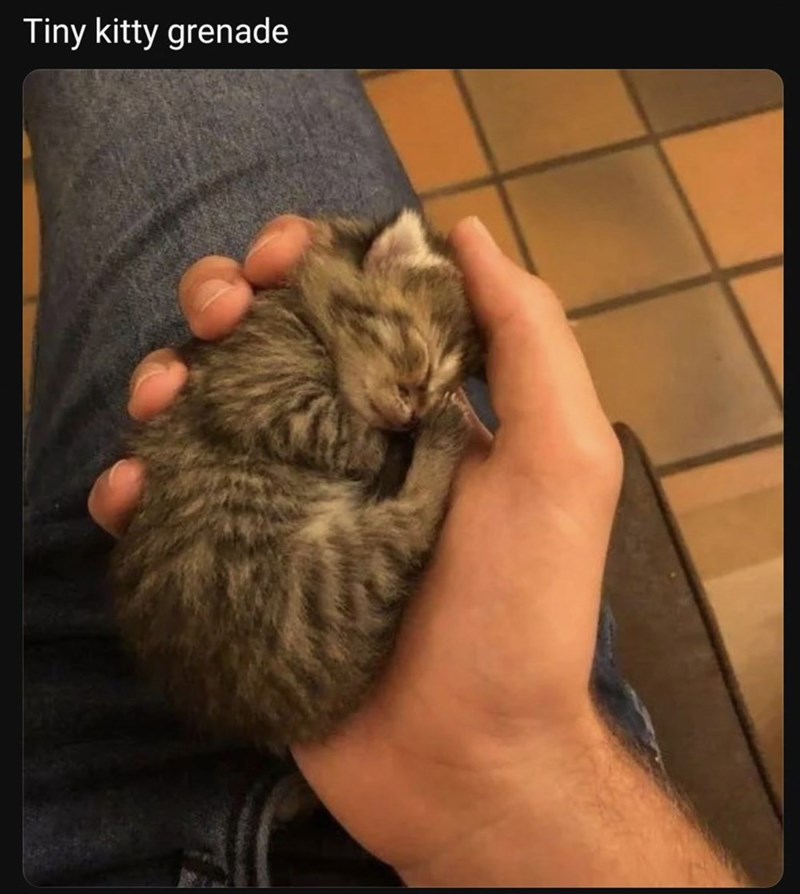 Tiny kitty grenade