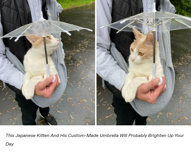 This Japanese Kitten And His Custom-Made Umbrella Will Probably Brighten Up Your Day