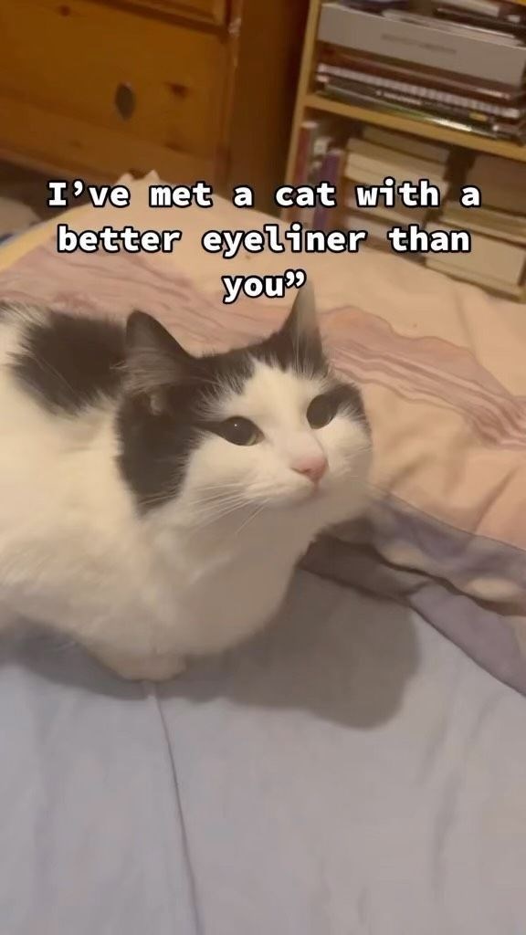 I've met a cat with a better eyeliner than you"