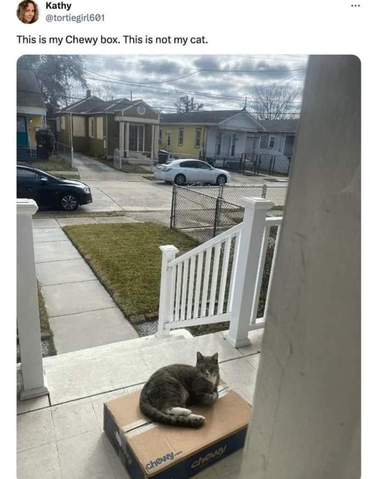 Kathy @tortiegirl601 This is my Chewy box. This is not my cat. chewy.... chowy