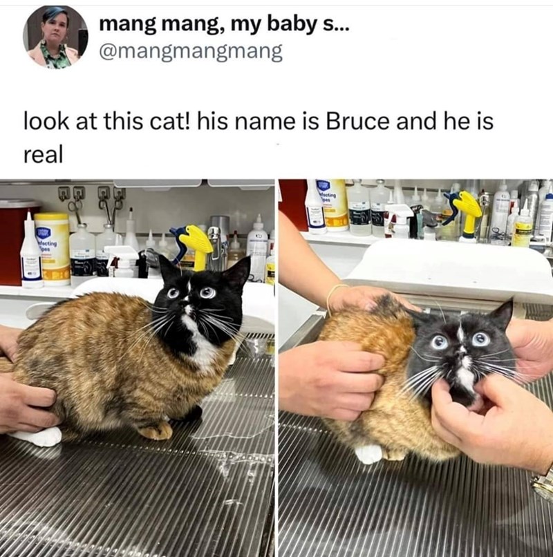 mang mang, my baby s... @mangmangmang look at this cat! his name is Bruce and he is real ecting pes ecting pes