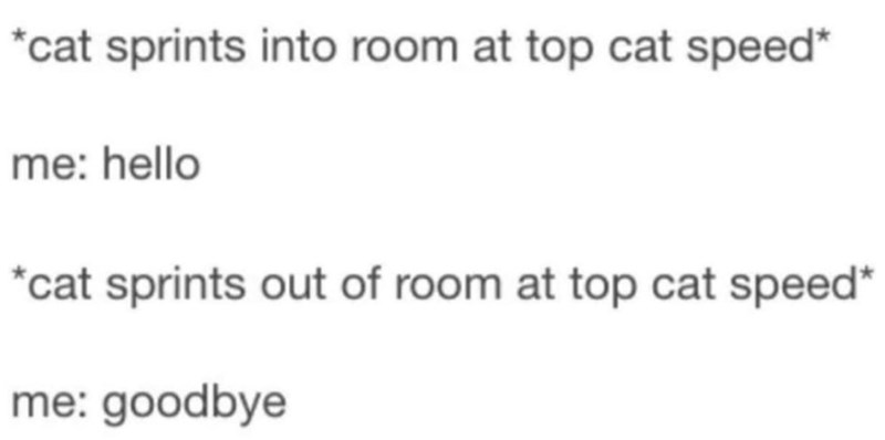 *cat sprints into room at top cat speed* me: hello *cat sprints out of room at top cat speed* me: goodbye