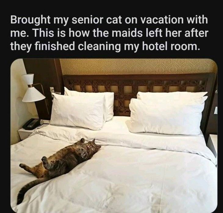 Brought my senior cat on vacation with me. This is how the maids left her after they finished cleaning my hotel room.