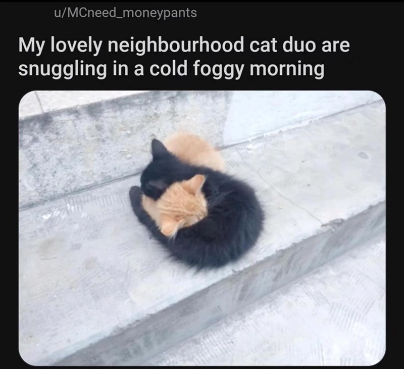 u/MCneed_moneypants My lovely neighbourhood cat duo are snuggling in a cold foggy morning