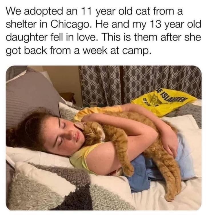We adopted an 11 year old cat from a shelter in Chicago. He and my 13 year old daughter fell in love. This is them after she got back from a week at camp. HE ISLANDER